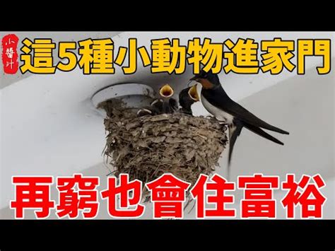 蟋蟀 家裡|蟋蟀入屋要注意